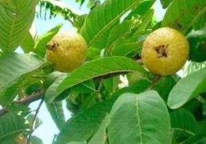 Habitación privada familiar con jardín para Srtas en Ica centro