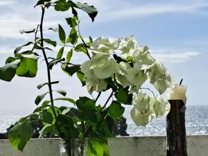 Friendshouse - azores