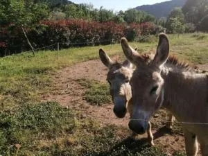 Gîte de charme avec piscine privative - 巴纽勒森林