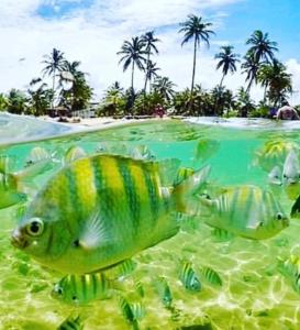 Aconchego dos Netos 1 - PRAIA DA BOMBAÇA