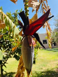 Villa MsHolidays Victoria privatisée Marrakech