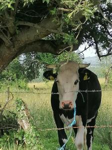 The Morning Star Holiday Home