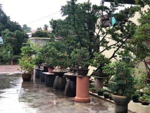 Bonsai Homestay Kluang - B17