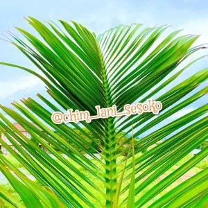 Sesoko Log Cabin [Chimu lani] - Vacation STAY 26745v - Sankeimō