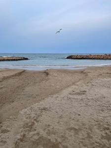 Au cœur de torreveija