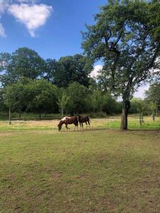 La Forêt Auvray - Maison de campagne