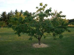 Haus Im Grnen House in the green