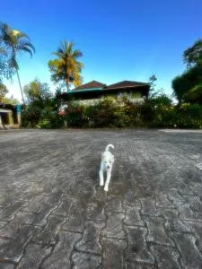 Choorimotte Homestay - Kutta