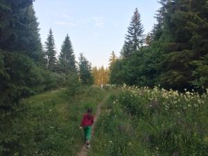 Tarski meda Kaludjerske bare,Tara