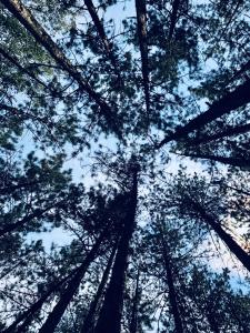 Tarski meda Kaludjerske bare,Tara