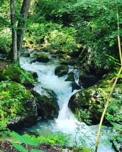 Tarski meda Kaludjerske bare,Tara