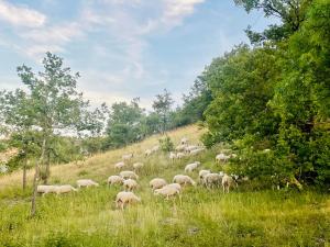 B&B / Chambres d'hotes Histoire de cru : photos des chambres