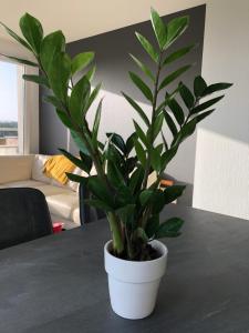 Appartements La Terrasse : photos des chambres