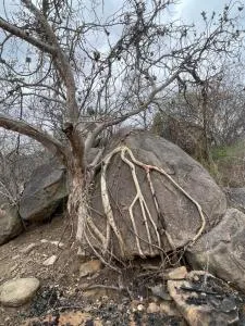 Zambalile @Letaba Ranch - Giyani