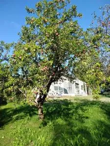 Mini house Imatra with own garden - Torfyanoye