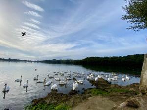 Curlews