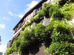 Appartements Nid douillet au coeur du vignoble alsacien : photos des chambres
