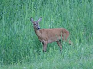 Iselmarpleats Comfortabele Studio met badkamer
