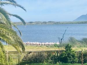 Flamingo View