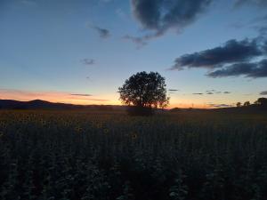 Apartamentos Serrano