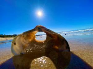 Ocean Pearl Apartment