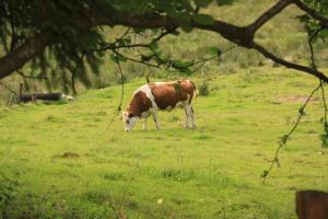Hotels Notre Dame des Monts : photos des chambres