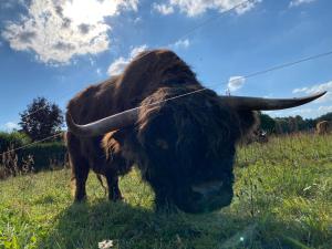 Spreewaldhaus Raddusch, Boote- Fahrräder gratis