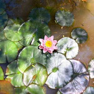 Morgenbos Guesthouse