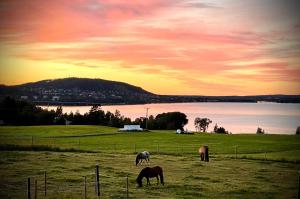 Stuga på hästgård med sjöutsikt