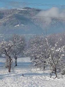 Вілла Зозуля