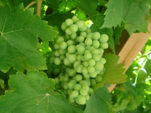 La Vigne, fully modernised farmhouse dated 1882 incl Swimming pool