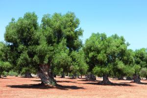Bed Biancaneve Centro Storico