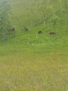 Maisons de vacances Gite Ha-Py Family : photos des chambres