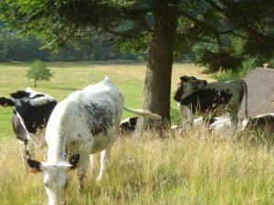 Maison de Montagne à La Bresse, 2 Chambres, Confort et Activités, Garage, Wifi Inclus - FR-1-589-152