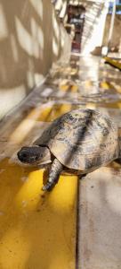 Dar Afoulky Maison Dhotes