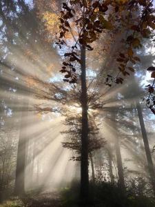 Chalets Chalet terrain cloture, bien place, 2 chambres : photos des chambres