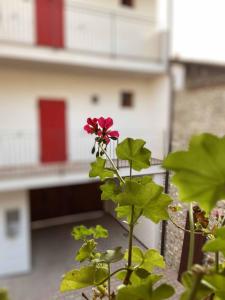La Volpe Rossa Rooms and Apartments