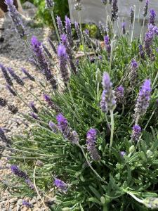 Kareshome-Privacy-view