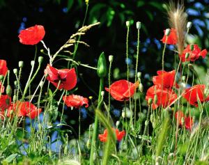 Quinta de São José dos Montes