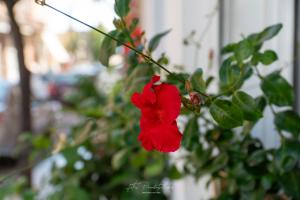 Alina Classic Hotel