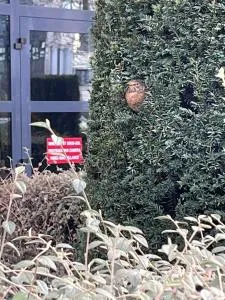 Square Walliser près ZENITH - Wolfisheim