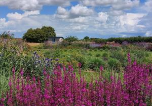 The Cow Shed