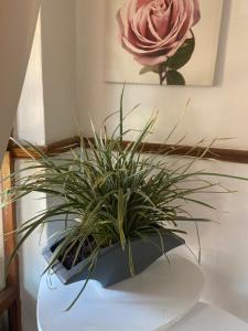 Lifestyle Studio Apartment