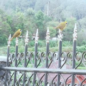 Royal Wattles