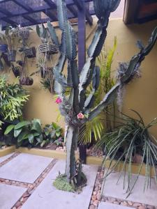 Suíte no jardim - Praia dos Anjos