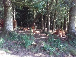 Gîte de charme rénové avec cheminée, terrasse et proche randonnées - Capacité 13 pers. - FR-1-410-179