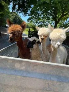 Y Boidy Bach - Blaencelyn