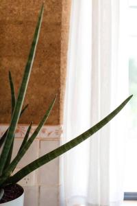 Beachy Sleeps! Eco Friendly Family Retreat