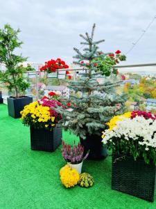 Penthouse Aeroport Iasi