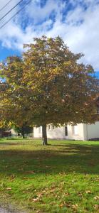 Appartements Magnifique appartement le marronnier : Appartement 1 Chambre